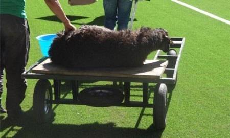 uefa-razobralsja-s-zhertvoprinoshenijami-karagandinskogo-shahtera