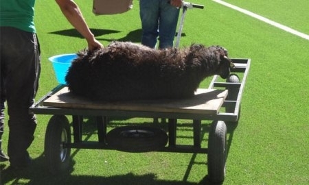 zaschitniki-zhivotnyh-budut-sledit-chtoby-shahter-ne-zarezal-barana-v-glazgo