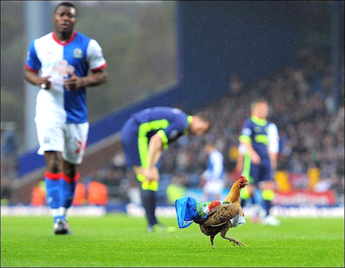 zhivotnyeuchastniki-futbolnyh-matchej_1