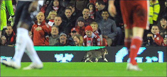 zhivotnyeuchastniki-futbolnyh-matchej_2