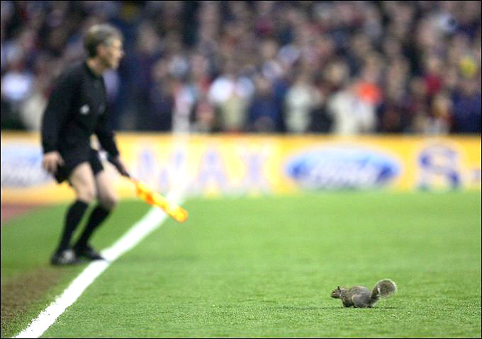zhivotnyeuchastniki-futbolnyh-matchej_3