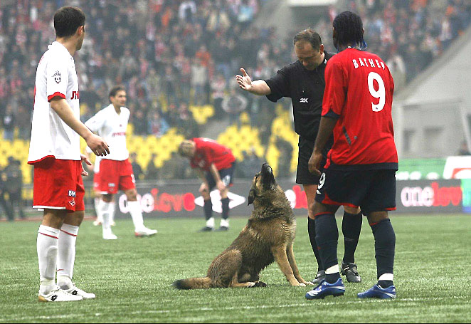 zhivotnyeuchastniki-futbolnyh-matchej_icon